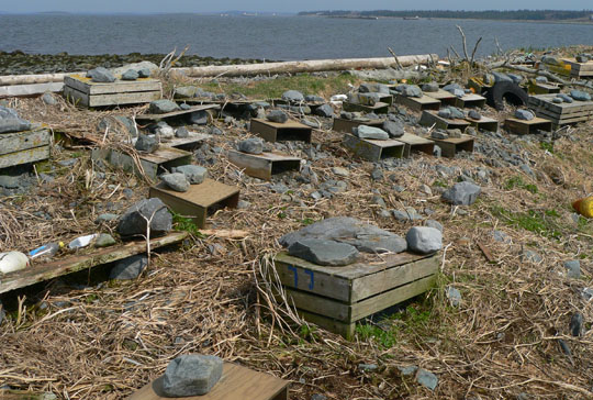 Roseate Tern nest shelters on North Brother, NS