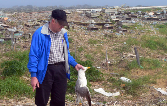 Cripple Herring Gull