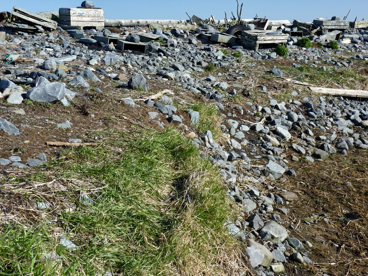 Actual grass still growing on N. Brother! April 22, 2011 - Ted D'Eon photo