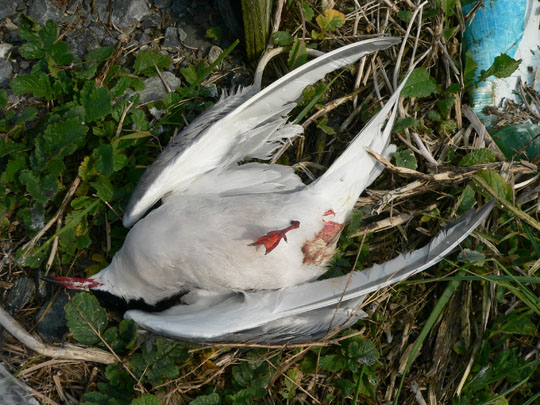Dead Common Tern - N. Brother, June 9, 2005