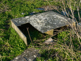 Roseate Tern Egg? in Nest Shelter