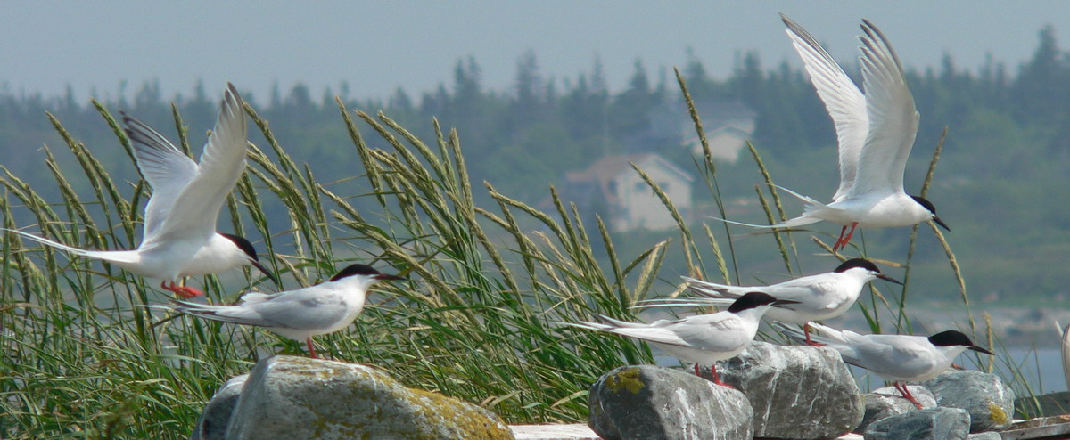 Roseate Terns, North Brother, Nova Scotia - June 27, 2005 - Ted D'Eon photo