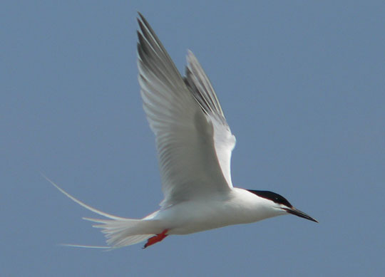 Roseate Tern - N. Brother, June 27, 2005 (Ted D'Eon photo)