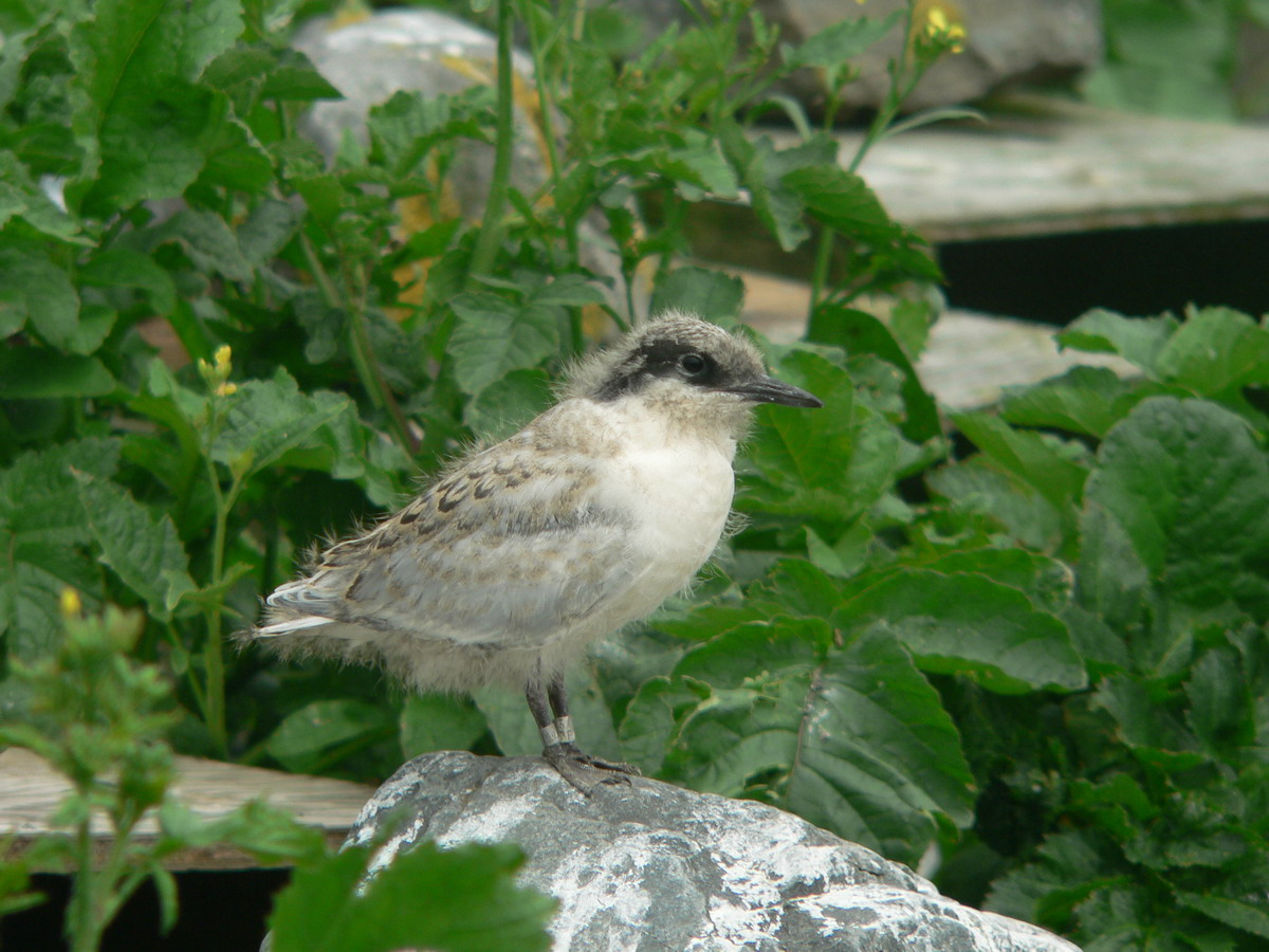 Juvenile Roseate Tern, North Brother, Nova Scotia - July 20, 2005 - Ted D'Eon photo