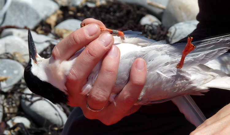 Adult ROST being held for leg banding - North Brother, June 20, 2013 - Ted D'Eon photo