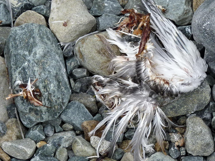 Depredated tern chick - North Brother, July 19, 2013 - Ted D'Eon photo