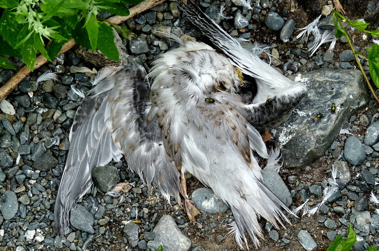 Dead tern chick - North Brother, July 28, 2013 - Ted D'Eon photo