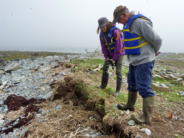 Hailey and Rémi eyeing up a Common Eider nest - N Brother, May 22, 2014 - Ted D'Eon photo