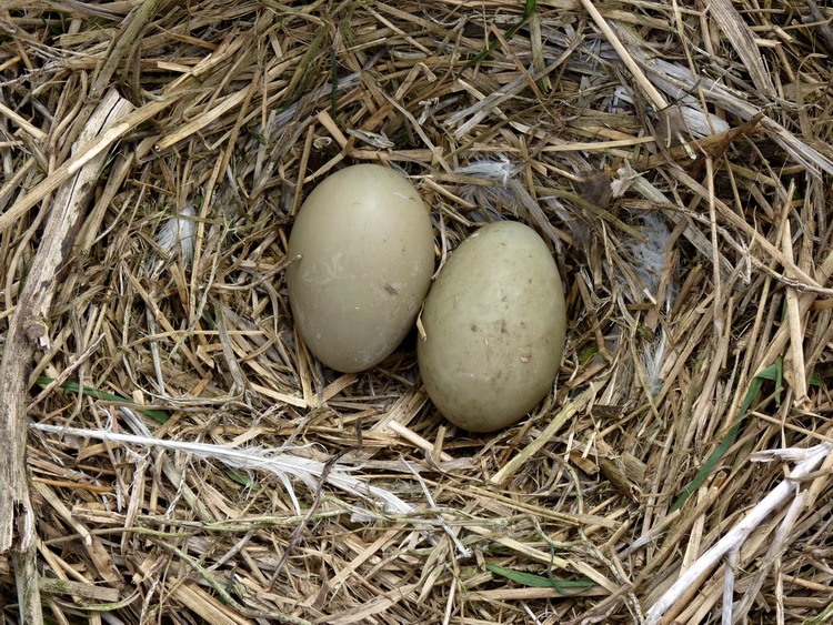 GBBG nest containing 2 Common Eider eggs - S Brother, May 22, 2014 - Ted D'Eon photo