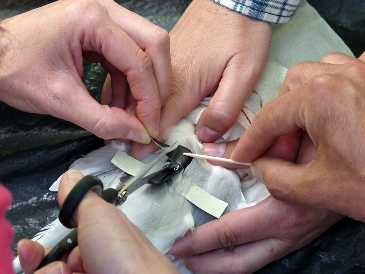 A very delicate procedure - N. Brother, June 12, 2014 - Ted D'Eon photo