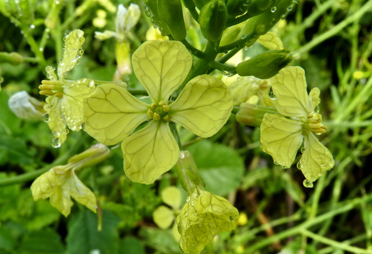 Some Wild Radish flowers on North Brother, July 30, 2014 - Ted D'Eon photo