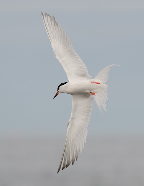 Hybrid Roseate/Common Tern - The Ball Bar, May 26, 2024