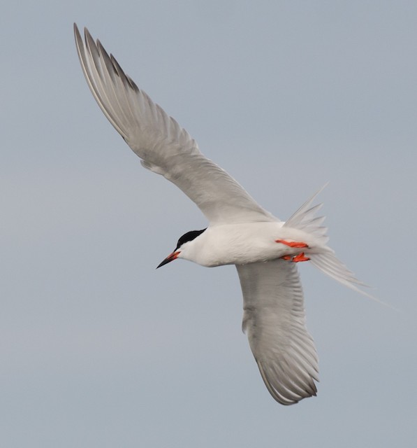 Hybrid Roseate/Common Tern - The Ball Bar, May 26, 2024 - photo by Alix d'Entremont