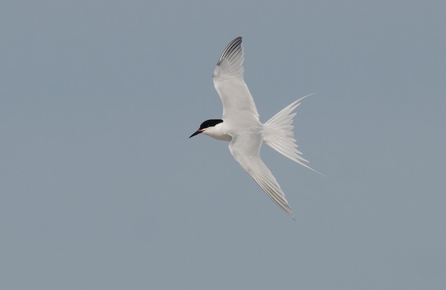 Roseate Tern, Cape Sable - June 17, 2024 - photo by Alix d'Entremont