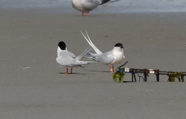 Roseate Terns, Cape Sable - June 17, 2024 - photo by Alix d'Entremont