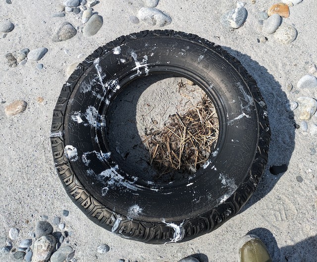 Roseate Tern nest inside tire - Cape Sable - June 17, 2024