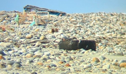 Roseate Tern on tire containing its nest