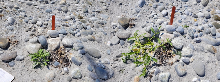 Staked ROST nest 06, Cape Sable - July 4, 2022 - Alix d'Entremont photo
