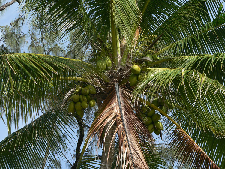 P1020464