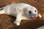 Very Young Grey Seal