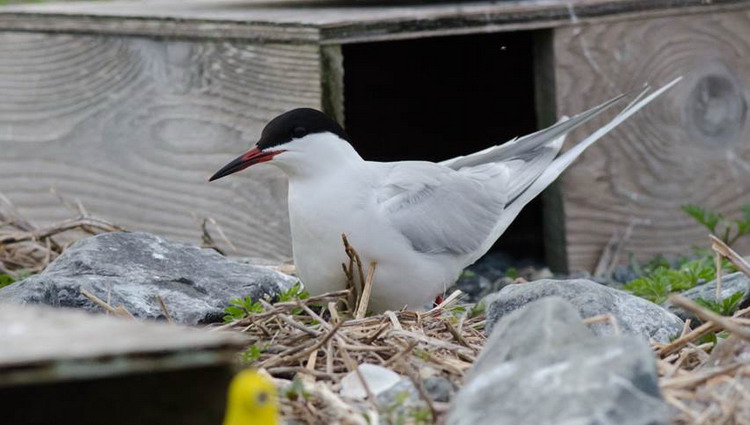 Possible Roseate x Common Tern hybrid - North Brother, NS, June 3, 2020 - Alix d'Entremont photo